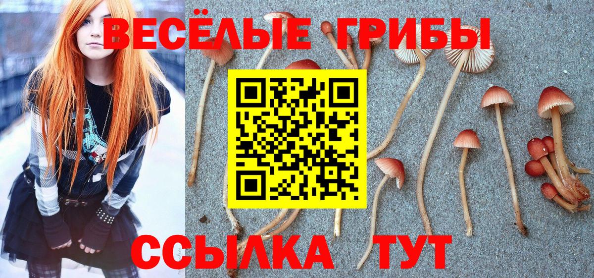 Псилоцибиновые грибы Magic Shrooms  Галлюциногенные грибы GOLDEN TEACHER  Гатчина  Вход с VPN 