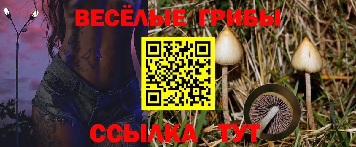 Псилоцибиновые грибы Psilocybe Гатчина